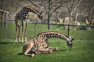 giraffe cleveland metroparks zoo
